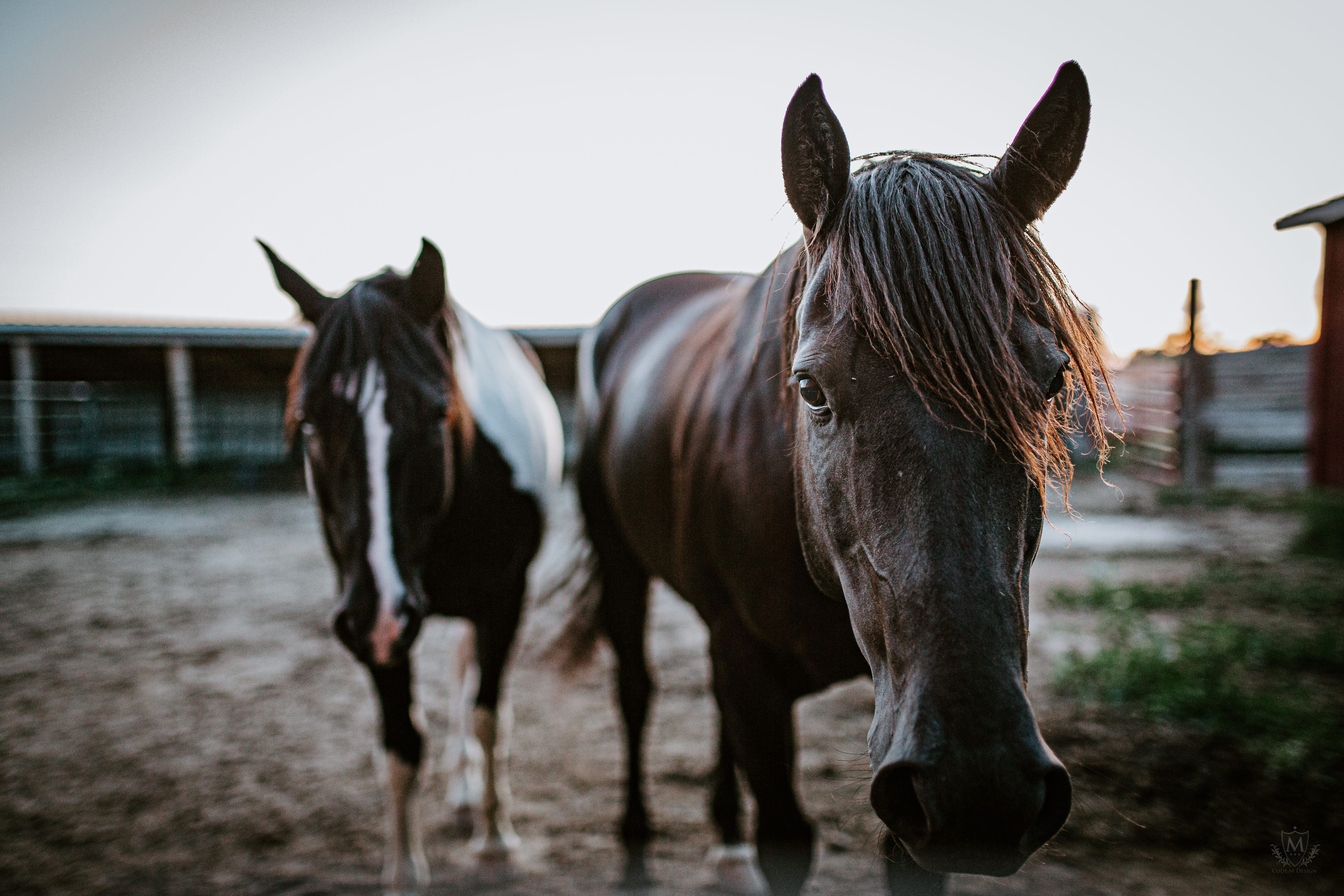 A close up of two horses captured by a skilled photographer in Sioux Falls.